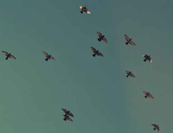 Birds Flying In The Sky